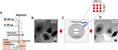 Single cell phototransfection of mRNAs encoding SARS-CoV2 spike and nucleocapsid into human astrocytes results in RNA dependent translation interference